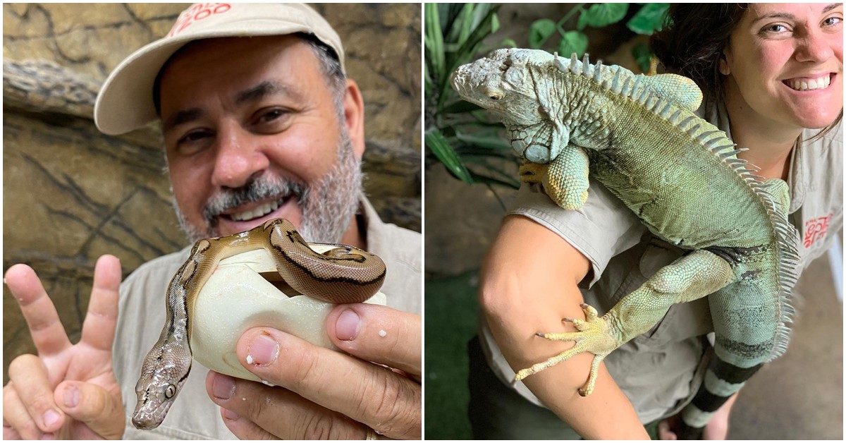 The Reptile Zoo Houses Exotic Reptiles, Amphibians and Arachnids