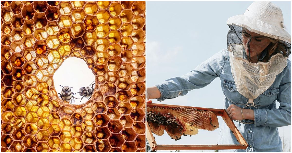 Erika Thompson’s saves the bees campaign lays our fear of bee stings to rest