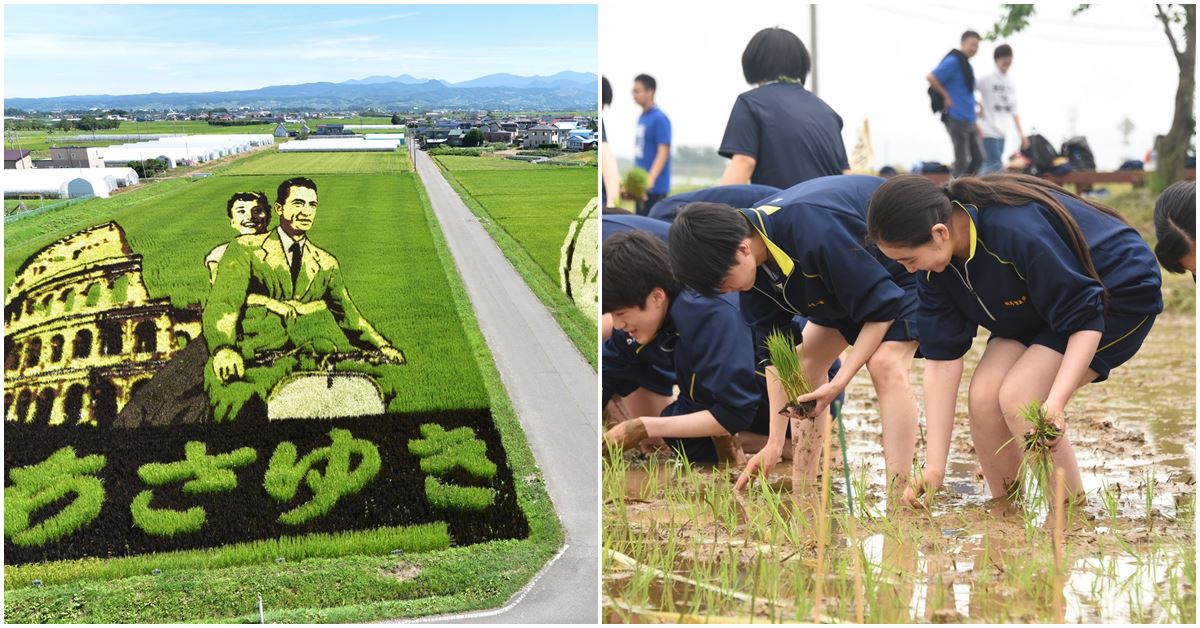 Japanese Volunteers Create Gigantic Art with Rice Saplings in Village Paddy Fields