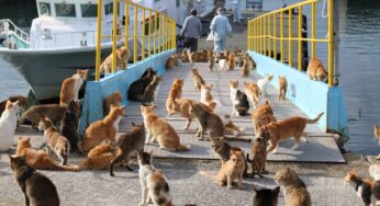 The Small Japanese Island That’s Filled With Nothing But Cats