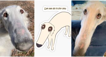 The Long-Nosed Borzoi Dog Meme: The Story Behind the Adorable ‘Let Me Do It For You’ Internet Sensation