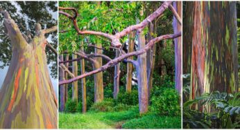 Nature’s Paintbrush: The Spectacular Colors and Secrets of the Rainbow Eucalyptus Tree