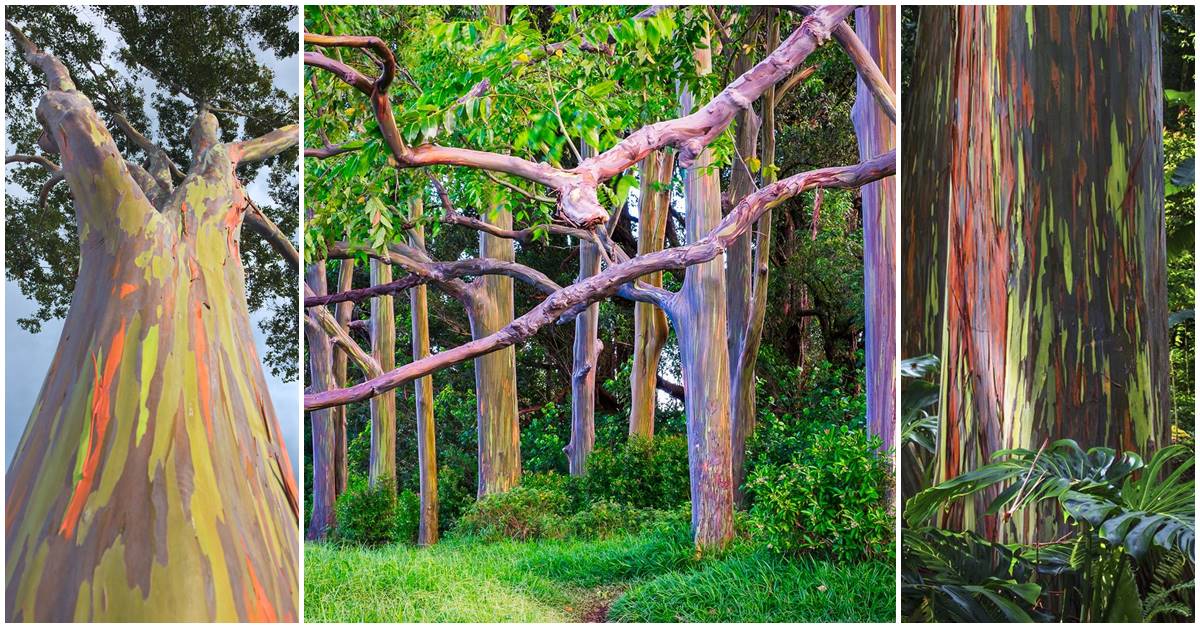 Nature’s Paintbrush: The Spectacular Colors and Secrets of the Rainbow Eucalyptus Tree