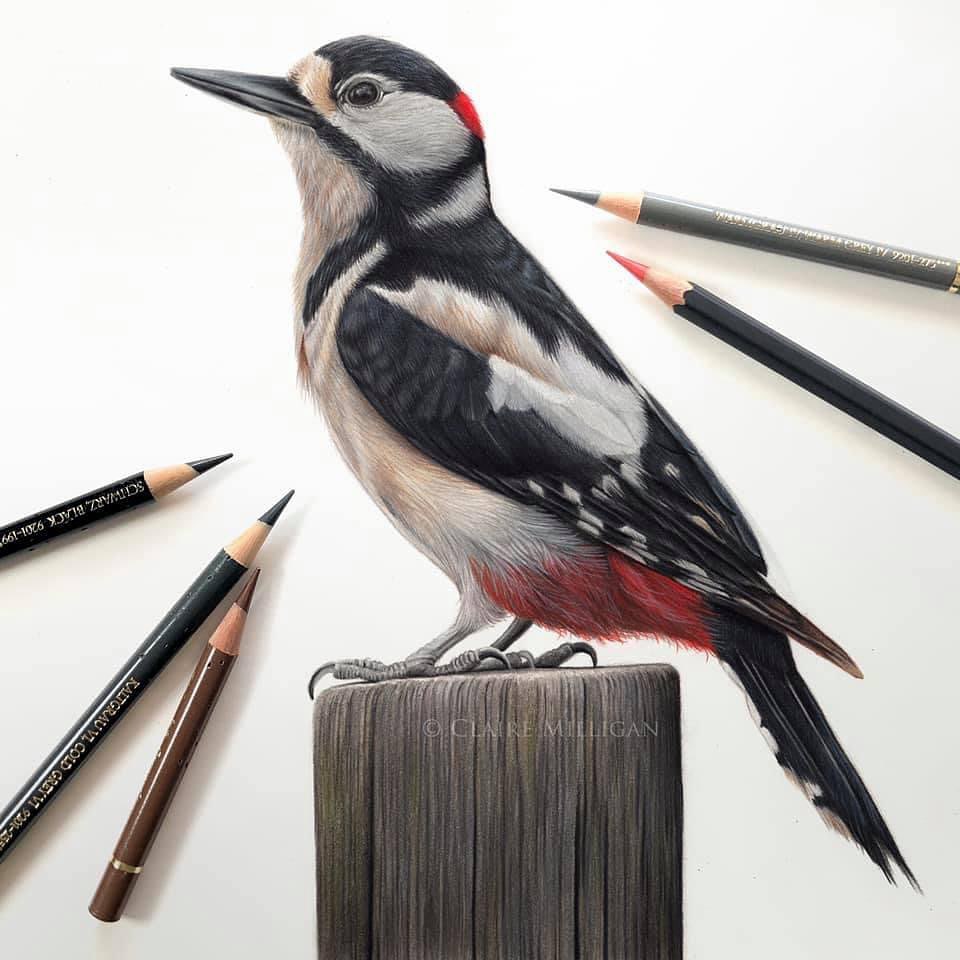 Close-up of a bird drawing - "Detailed bird artwork by Claire Milligan."