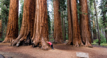 Standing Tall Through Millennia: The Story of the Giant Sequoias