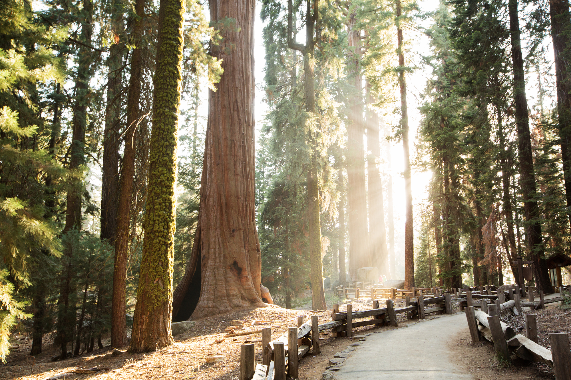 Majestic Giant Sequoia trees in Sequoia National Park